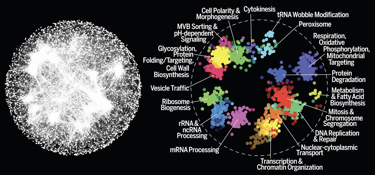 Network of cellular interaction. Source: VanderSluis et Al, 2018